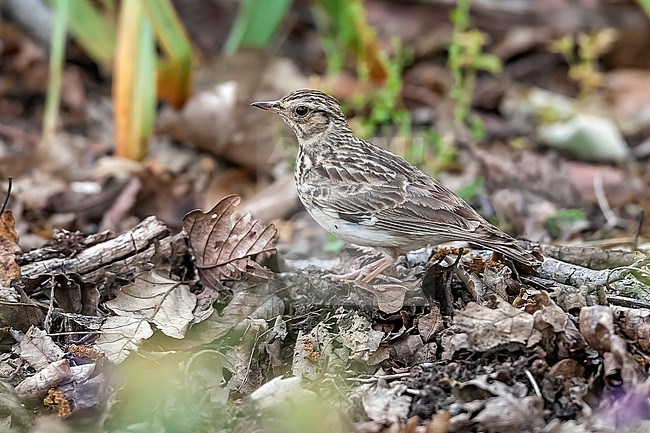 Southern Wood Lark (Lullula arborea pallida) sitting on a rock in Tamentout forest, Kabylia, Algeria. stock-image by Agami/Vincent Legrand,