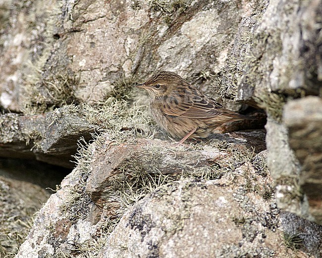 First-winter Lanceolated Warbler (Locustella lanceolata) during autumn migration on a Scottish Island in Great Britain. stock-image by Agami/Michael McKee,