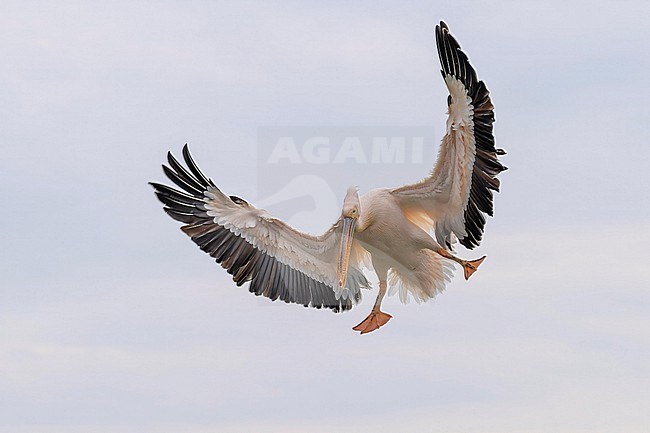 Great White Pelica (Pelecanus onocrotalus) in breeding plumage flying over a greec lac. stock-image by Agami/Marcel Burkhardt,