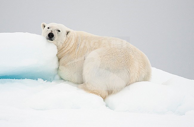 Polar bear (Ursus maritimus) lying in snow stock-image by Agami/Caroline Piek,
