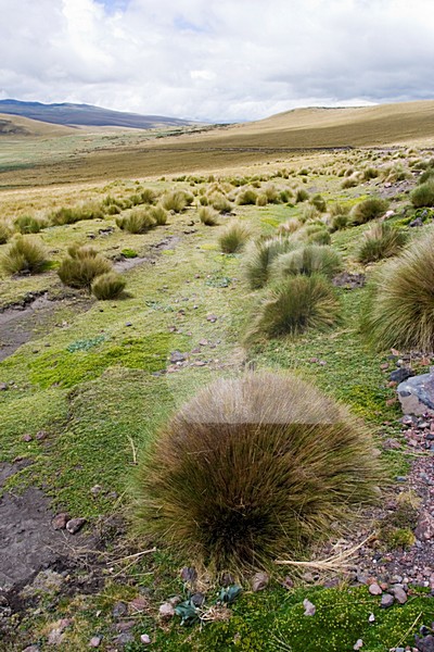 Antisana Reserve Ecuador stock-image by Agami/Marc Guyt,