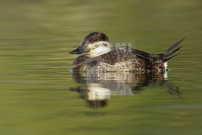 Adult female non-breeding
Maricopa Co., AZ
January 2015 stock-image by Agami/Brian E Small,