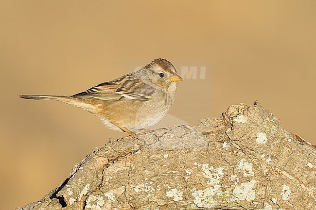 Immature
Santa Barbara Co., CA
November 2022 stock-image by Agami/Brian E Small,