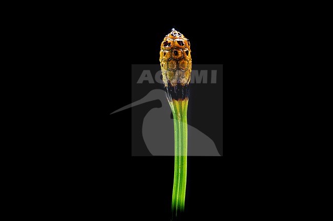 Variegated Horsetail, Equisetum variegatum stock-image by Agami/Wil Leurs,