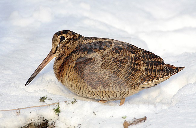 Houtsnip in de sneeuw, Eurasian Woodcock in snow stock-image by Agami/Karel Mauer,