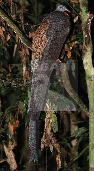 Great Argus (Argusianus argus grayi), a pheaseant of desne jungle with a huge tail. Perched in a tree in Danum Valley, Borneo. stock-image by Agami/James Eaton,