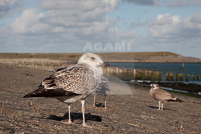 Zilvermeeuwen zittend op dijk; Herring gulls perched on dike stock-image by Agami/Chris van Rijswijk,