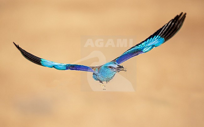 Fligh shot of a male Roller that brings a grasshopper to the nest with youngsters stock-image by Agami/Onno Wildschut,