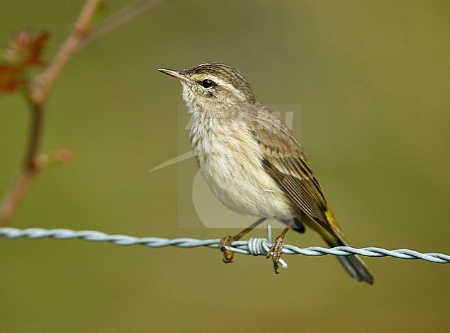 Immature
Osceola Co., FL
February 2006 stock-image by Agami/Brian E Small,