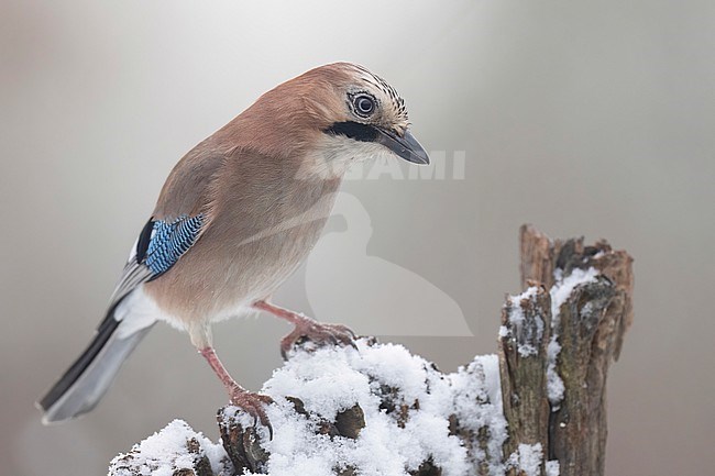 Gaai in de sneeuw stock-image by Agami/Han Bouwmeester,