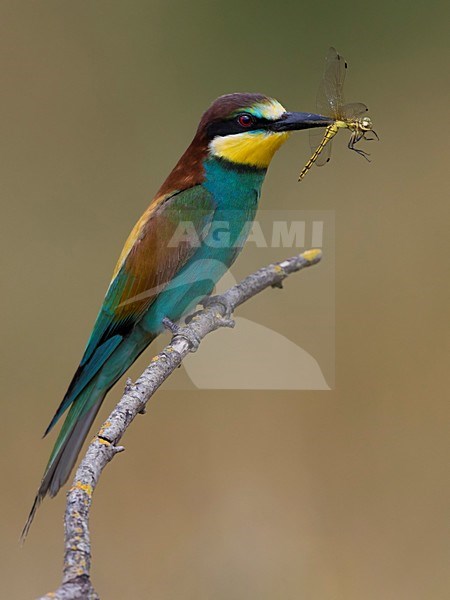 Bijeneter met prooi, European Bee-eater with prey stock-image by Agami/Daniele Occhiato,