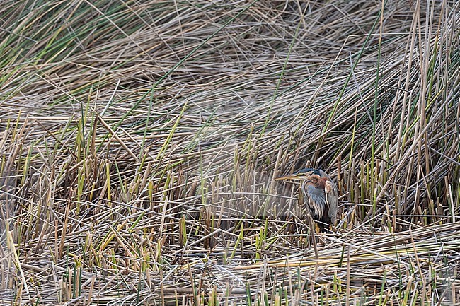 Purple Heron, Ardea purpurea, wintering  in South Africa. stock-image by Agami/Pete Morris,