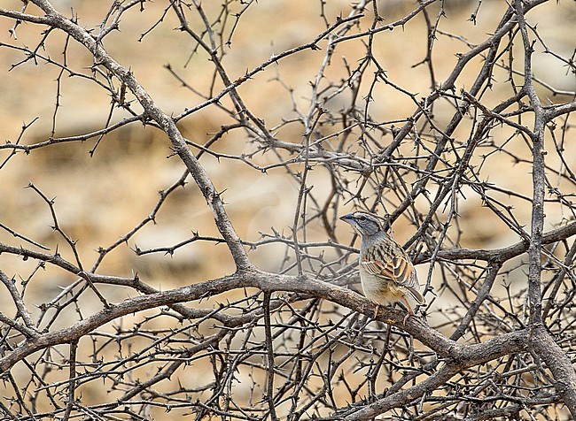 Maranon Sparrow (Arremon nigriceps) in northern Peru. Now treated as a separate species based on the differences in plumage and vocalizations as well as the significant genetic divergence. stock-image by Agami/Pete Morris,