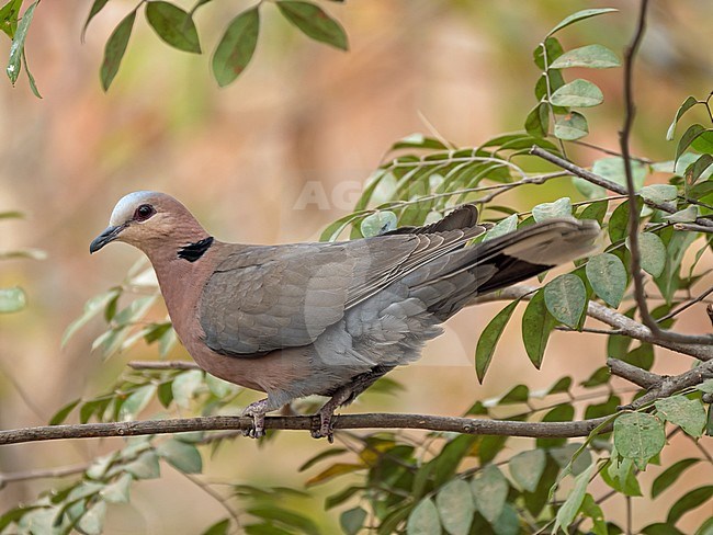 Red-eyed Dove (Streptopelia semitorquata) perched in a tree. stock-image by Agami/Hans Germeraad,