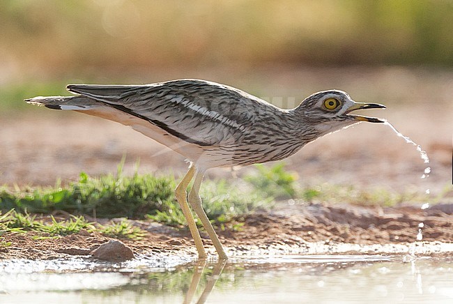 Drinking Eurasian Stone-Curlew (Burhinus oedicnemus) at small fresh water pool in steppes near Belchite, Spain. stock-image by Agami/Marc Guyt,
