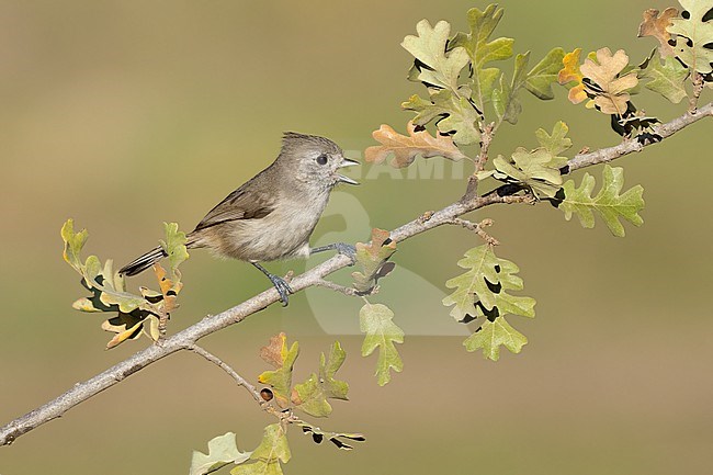 Adult
Santa Barbara Co., CA
November 2021 stock-image by Agami/Brian E Small,