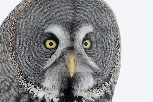 Laplanduil kop beeldvullend; Great Grey Owl head close-up stock-image by Agami/Markus Varesvuo,