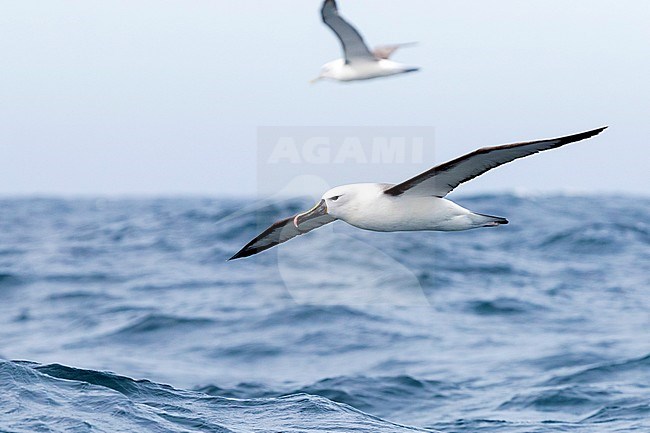 Indian Yellow-nosed Albatross (Thalassarche carteri), adult in flight, Western Cape, South Africa stock-image by Agami/Saverio Gatto,
