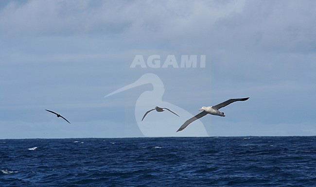 Tristanalbatros in vlucht; Tristan Albatros in flight stock-image by Agami/Marc Guyt,