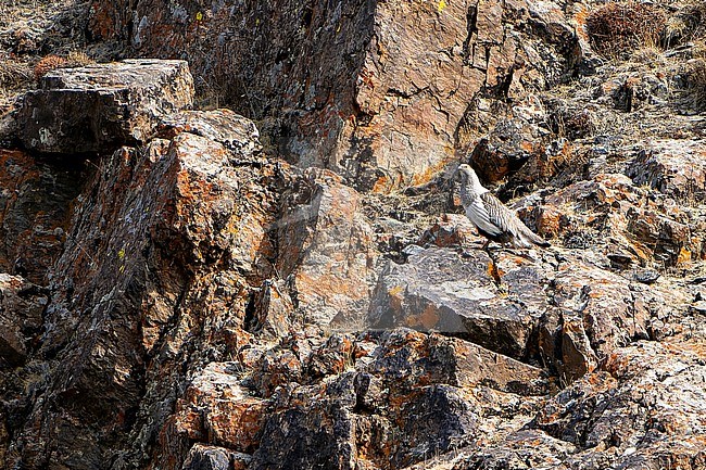 Altai Snowcock (Tetraogallus altaicus) during spring in Mongolia. Walking on a steep slope. stock-image by Agami/Dani Lopez-Velasco,