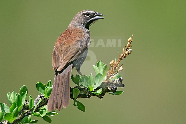 Adult
Santa Cruz Co., AZ
July 2005 stock-image by Agami/Brian E Small,