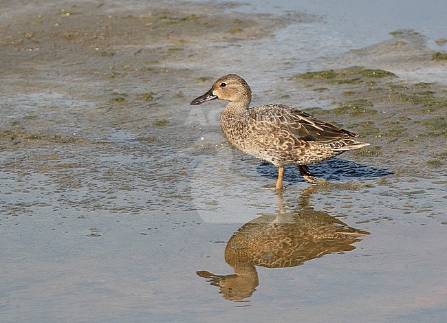 Cinnamon Teal (Spatula cyanoptera) wading on a mudflat in Mexico. stock-image by Agami/Dani Lopez-Velasco,