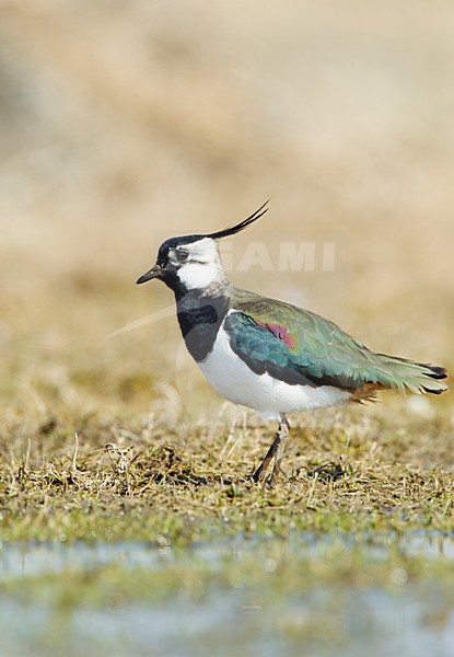 Kievit foeragerend, Northern Lapwing foraging stock-image by Agami/Roy de Haas,