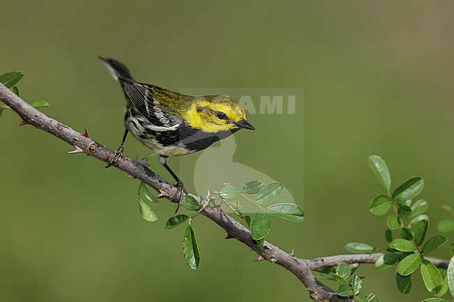 Adult male
Galveston Co., TX
April 2014 stock-image by Agami/Brian E Small,