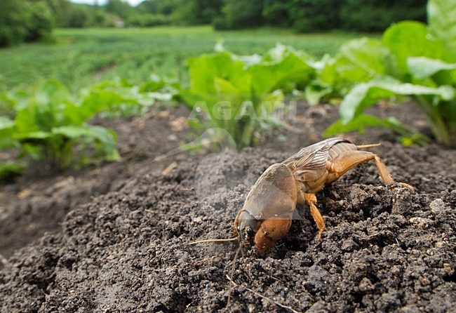 Veenmol in een groente tuin, Mole cricket in a garden stock-image by Agami/Rob de Jong,
