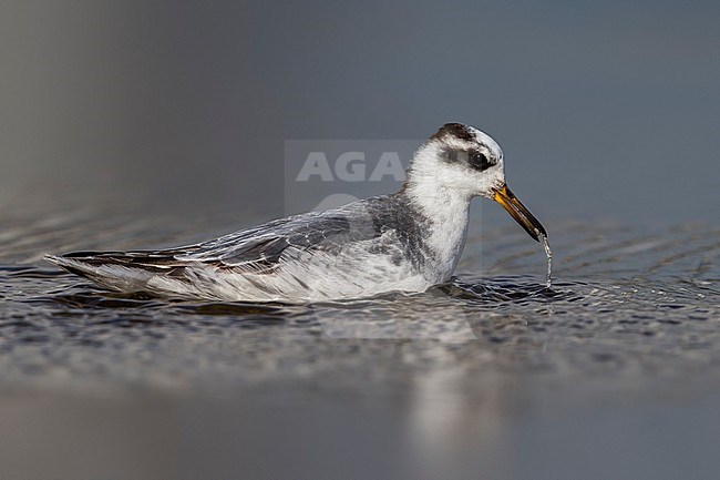 Rosse Franjepoot; Grey Phalarope; Phalaropus fulicarius stock-image by Agami/Daniele Occhiato,