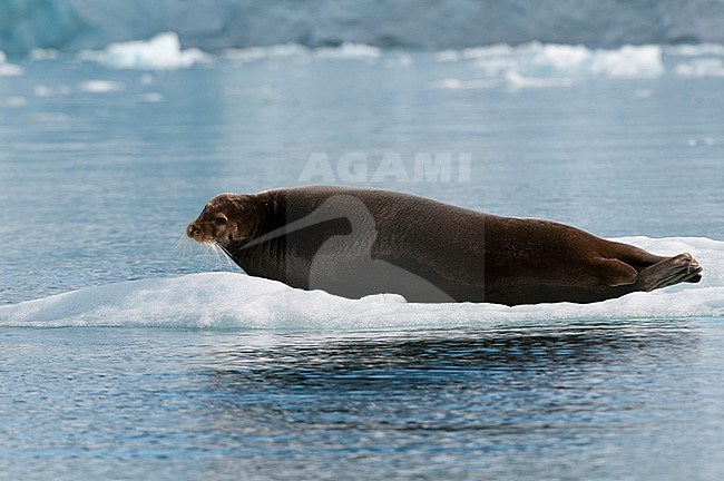 A bearded seal, Erignathus barbatus, lies on ice floe in Krossfjorden. Krossfjorden, Spitsbergen Island, Svalbard, Norway. stock-image by Agami/Sergio Pitamitz,