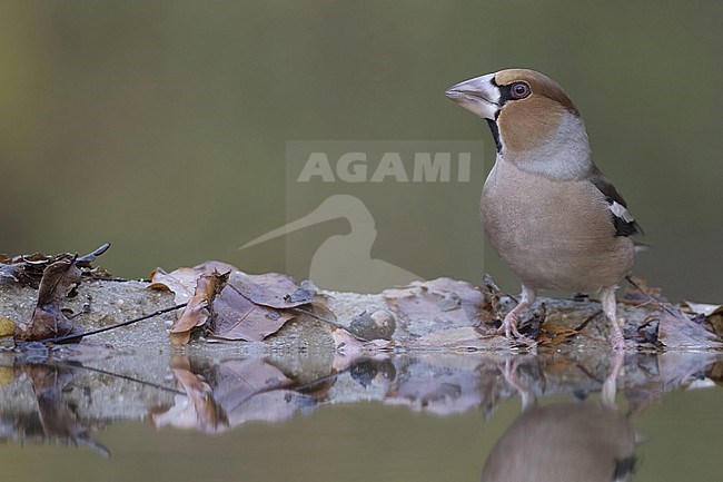 Appelvink aan waterrand stock-image by Agami/Han Bouwmeester,