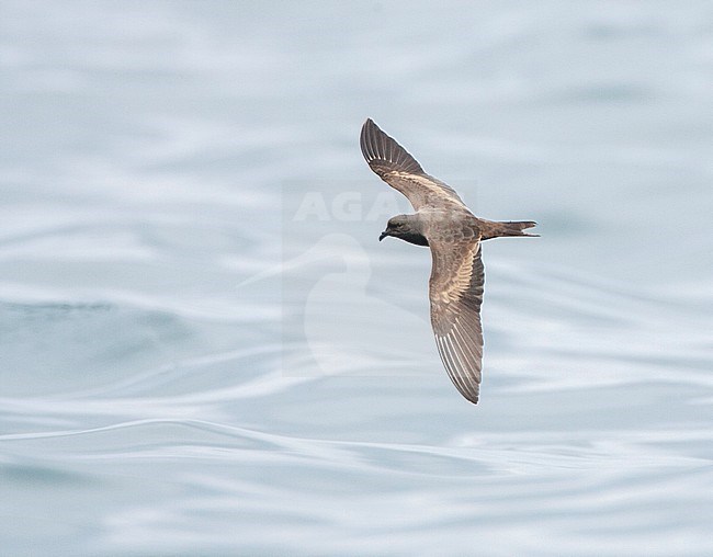 Black storm petrel (Hydrobates melania) in flight over the Humboldt current in the Pacific ocean off Peru. stock-image by Agami/Marc Guyt,
