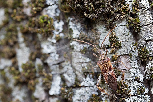 Leptoglossus occidentalis - Western conifer seed bug - Amerikanische Kiefernwanze, Germany (Baden-Württemberg), imago stock-image by Agami/Ralph Martin,