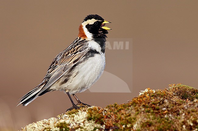 Adult male breeding
Seward Peninsula, AK
June 2009 stock-image by Agami/Brian E Small,