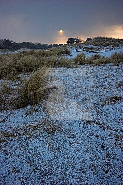 Duinen in de winter; Coastal dunes in winter stock-image by Agami/Menno van Duijn,