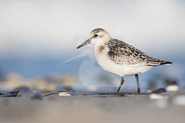 Sanderling - Sanderling - Calidris alba, Germany (Schleswig-Holstein), 1st cy stock-image by Agami/Ralph Martin,