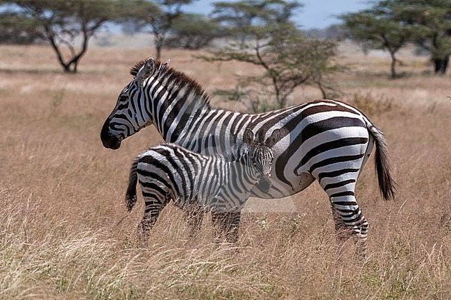 A plains or common zebra colt, Equus quagga, with its mother. Samburu Game Reserve, Kenya. stock-image by Agami/Sergio Pitamitz,