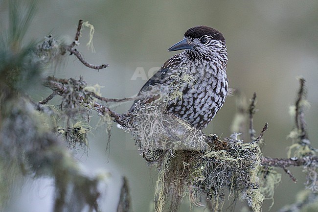 Spotted Nutcracker (Nucifraga caryocatactes) sitting on a branch in alpin forest of Switzerland. stock-image by Agami/Marcel Burkhardt,