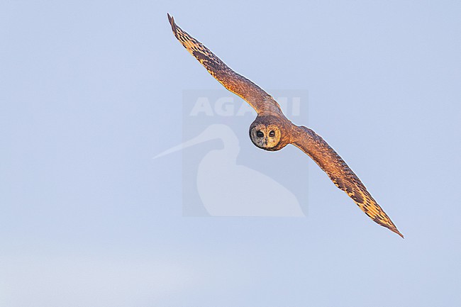 Afrikaanse Velduil, Asio capensis tingitanus, Marsh Owl stock-image by Agami/Menno van Duijn,