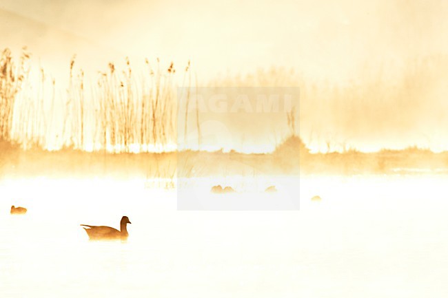 Grauwe gans, Greylag Goose, Anser anser stock-image by Agami/Marc Guyt,