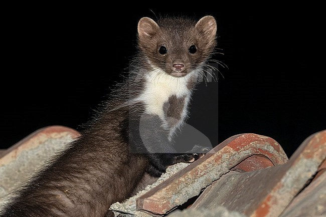 Beech Marten (Martes foina) sitting on a roof in Karapinar, Turkey. stock-image by Agami/Vincent Legrand,