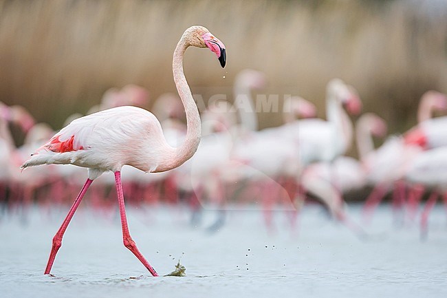 Adult Greater Flamingo (Phoenicopterus roseus) in the Provence, France. Wading with flock in the background. stock-image by Agami/Ralph Martin,