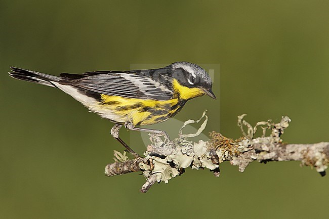 Mannetje Magnoliazanger in zomerkleed, Male Magnolia Warbler in breeding plumage stock-image by Agami/Brian E Small,