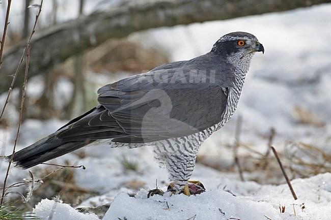 Northern Goshawk sitting in the snow; Havik zittend in de sneeuw stock-image by Agami/Markus Varesvuo,