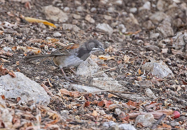 Black-chested Sparrow (Peucaea humeralis) in Western Mexico. stock-image by Agami/Pete Morris,