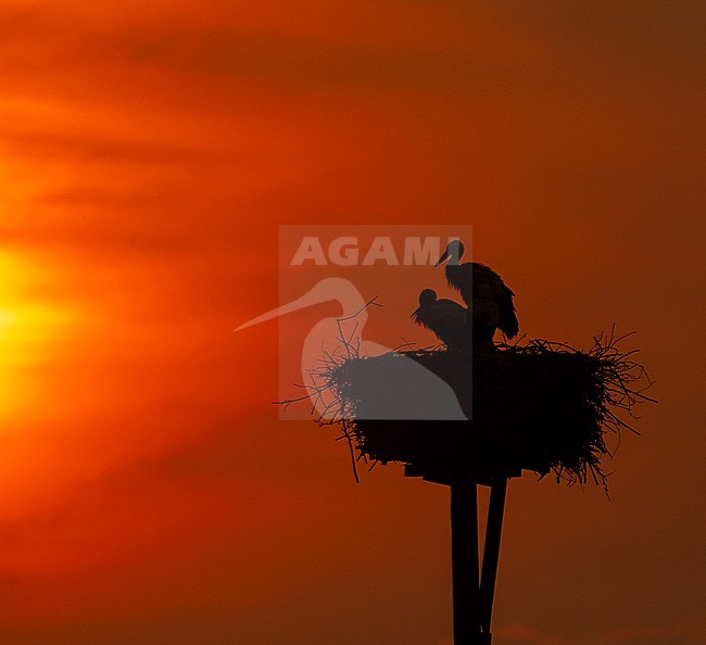 White Stork (Ciconia ciconia). Nest with 3 juveniles during sunset stock-image by Agami/Edwin Winkel,