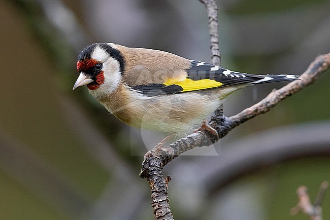 European Goldfinch (Carduelis carduelis), side view of an adult perched on a branch, Campania, Italy stock-image by Agami/Saverio Gatto,