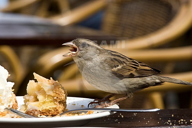 Huismussen stelen taart op terras; Hous Sparrow stealing food on terras stock-image by Agami/Arnold Meijer,