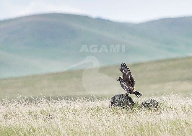 Second year Greater Spotted Eagle (Aquila clanga) in steppes of Russia around lake Baikal. Landing on a rock with both wings raised. stock-image by Agami/Ralph Martin,